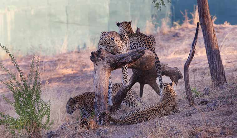 Home to many: Leopards protected at the Devalia Safari Park.