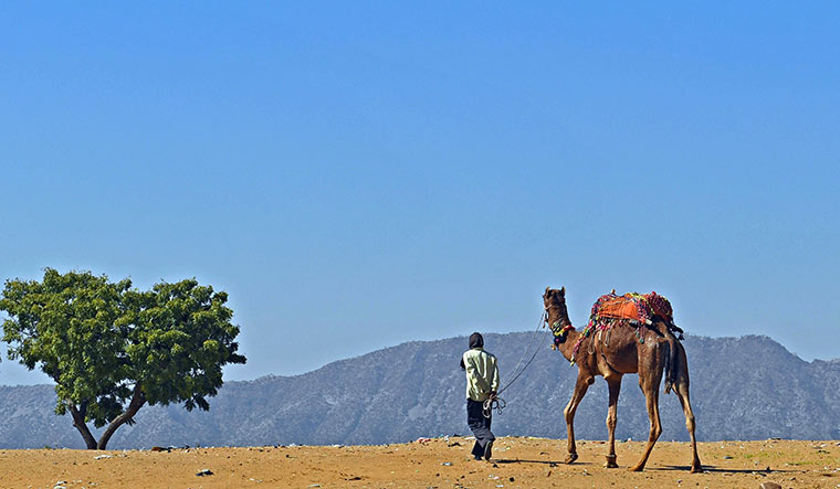 Steeped in history: Though affected by the pandemic, the Pushkar Fair will look to rebound this year | Salil Bera