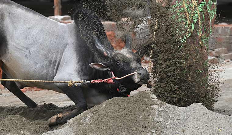 Force of nature: A bull being trained on P.R. Rajasekaran’s farm near Madurai | Bhanu Prakash Chandra