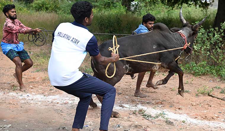 61-A-bull-being-taken-to-the-veterinary-hospital-at-Alanganallur