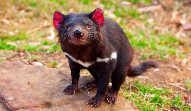 First Tasmanian devil joeys born on mainland Australia in 3,000 years - The Week