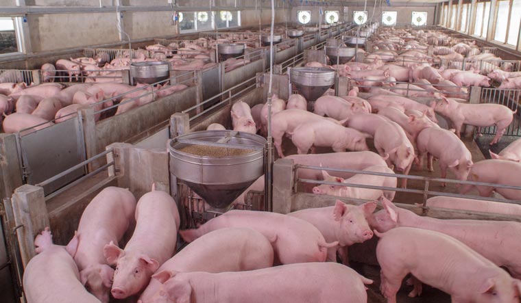 fARM-pigs-Pig-Breeding-farm-swine-business-housing-farm-shut