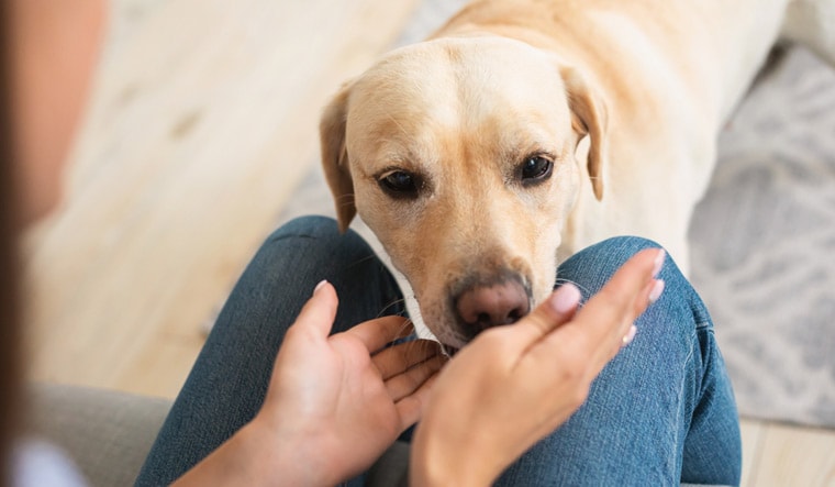 Pet-Care-labrador-retriever-smell-dog-shut