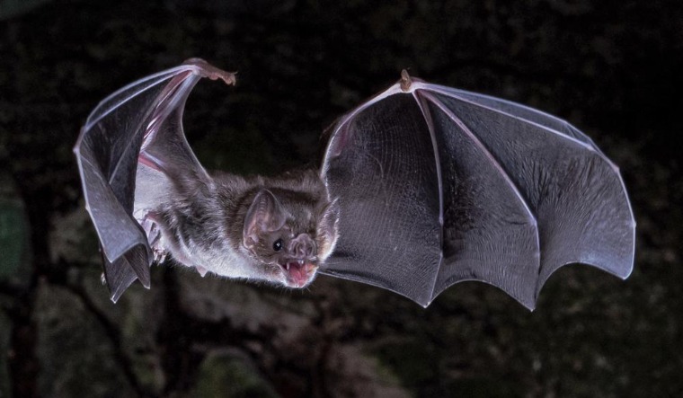 Vampire-bat-in-flight-AAAS-via-AP