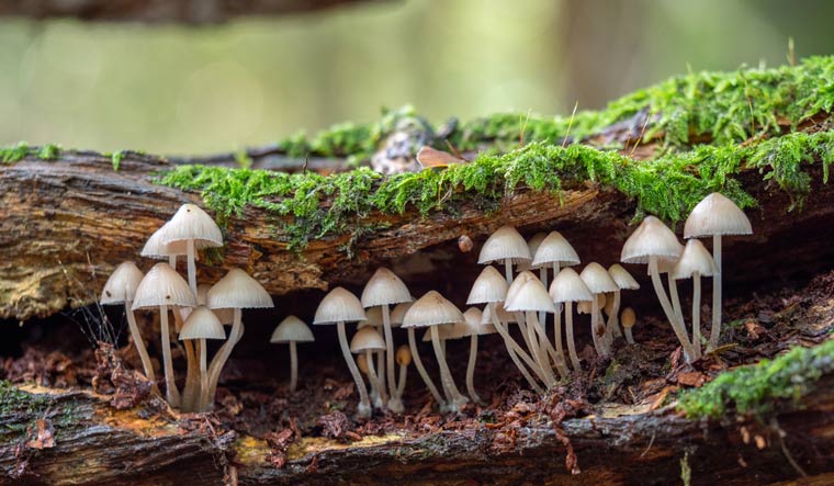 White-Mushroom-Fungi-in-Wood-Bonnet-Fungi-in-Wood