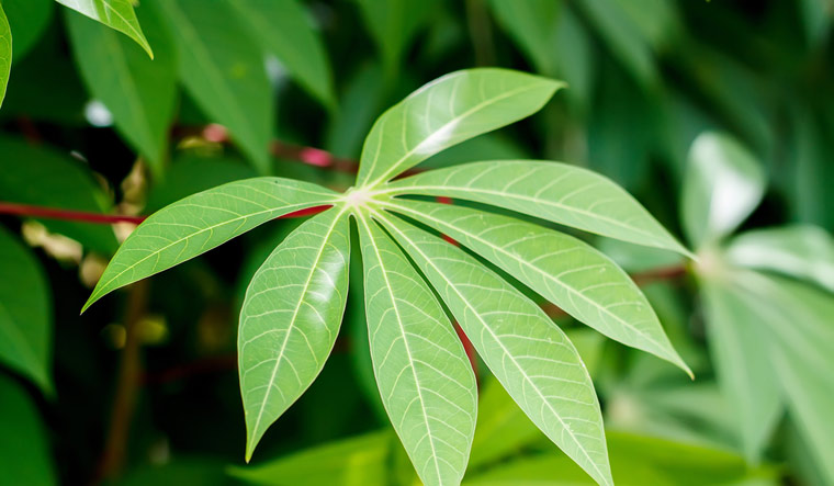 tapioca-casava-leaves-leaf-shut