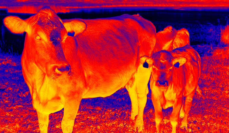 Cattle-cow-Calf-farmyard-animal-farm-Scanning-animal-body-temperature-with-thermal-imager-shut