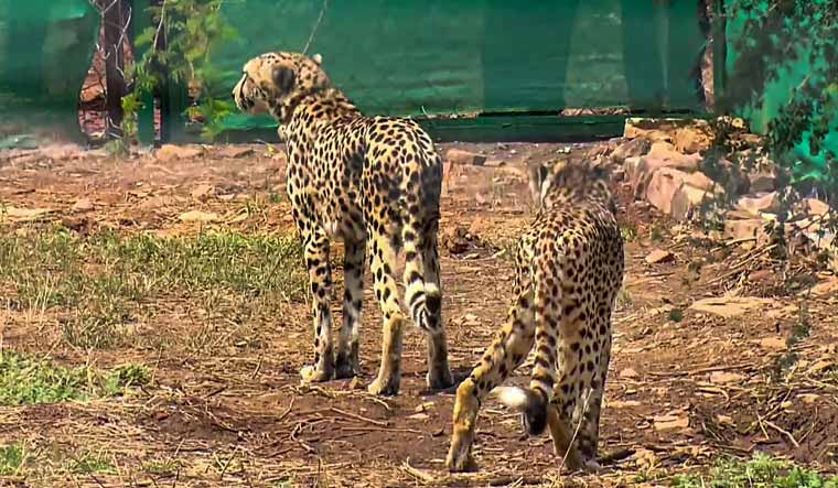 Prime Minister Narendra Modi had released the first batch of Namibian Cheetahs with much fanfare at KNP on September 17