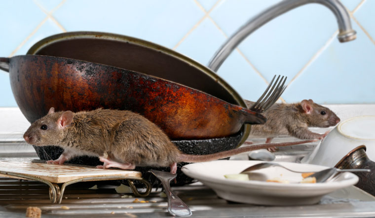 food-waste-plates-rat-rats-rodents-shut