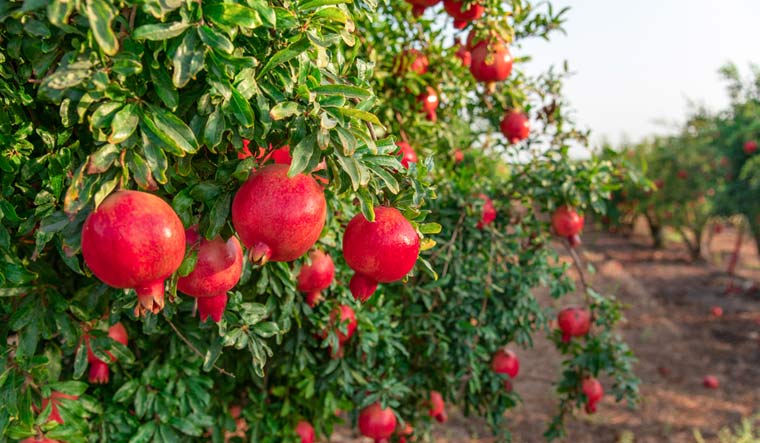 pomegranate-tree-fruits-shut