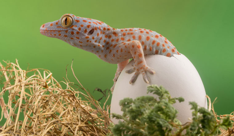 baby-leopard-gecko-came-out-from-the-egg-SHUT.jpg