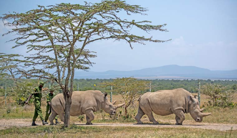 Kenya Rhino IVF Pregnancy