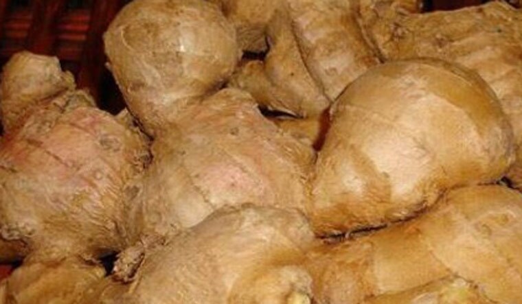 Ginger-Rhizome-creeping-rootstalk-ginger-reu