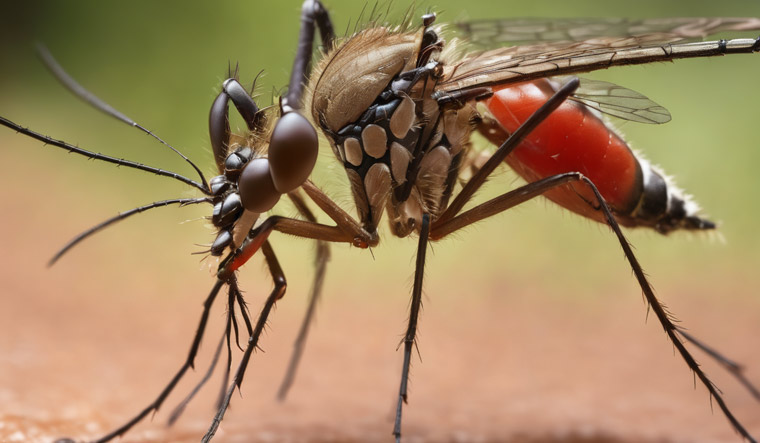 dengue-carrying-mosquito-