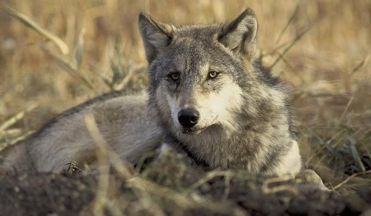 endangered-gray-wolf-US-Fish-and-Wildlife-Service-Reuters