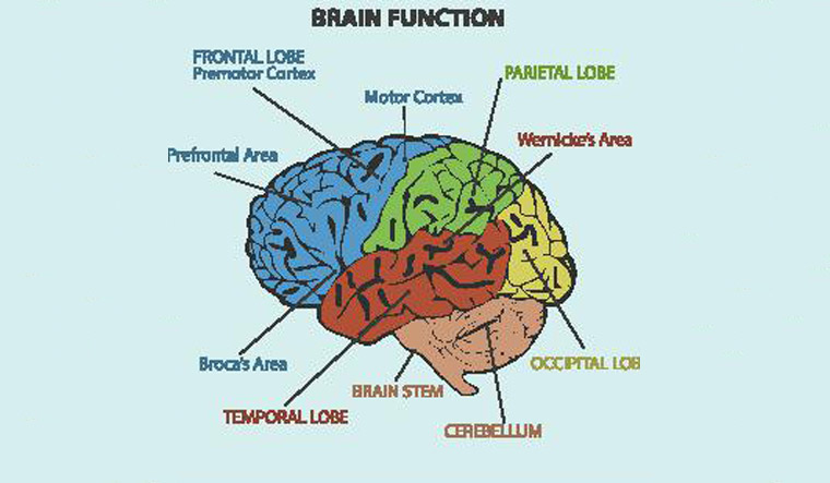 human-brain-functions-brain