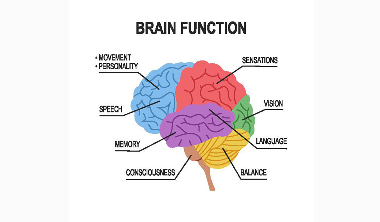 human-brain-functions