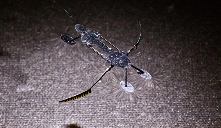 waterskimmer-photo-by-Bob-Hubner-WSU-Photo-Services