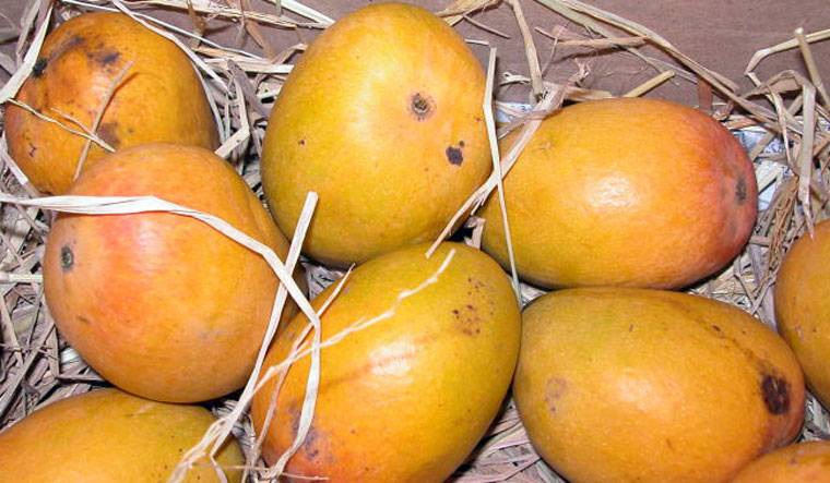 alphonso-mango-common