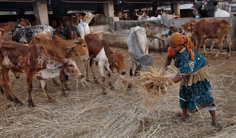 Haryana sets up animal welfare board to protect, preserve cows - The Week