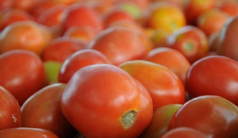 tomato-pti