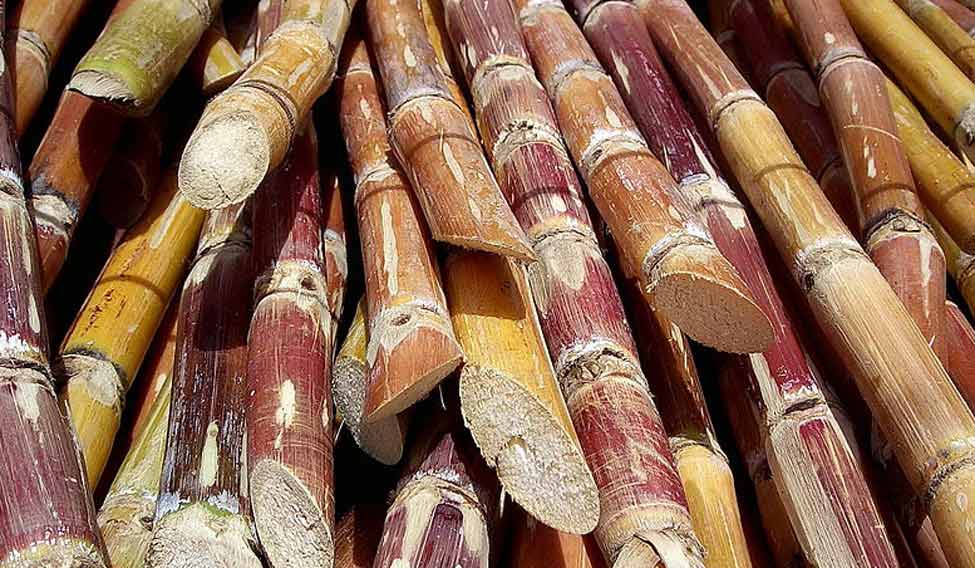 sugarcane-production