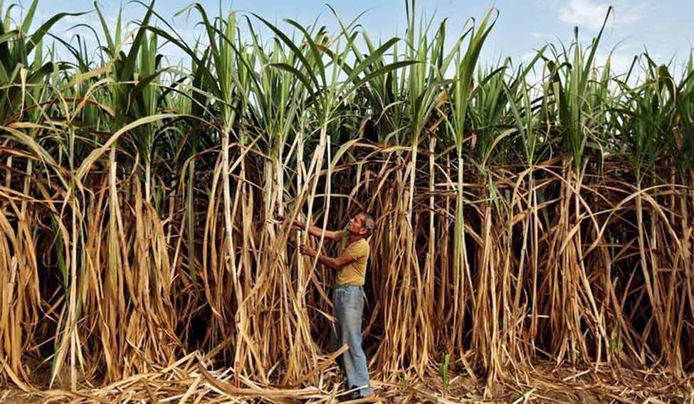 sugarcane-crush-file-reuters