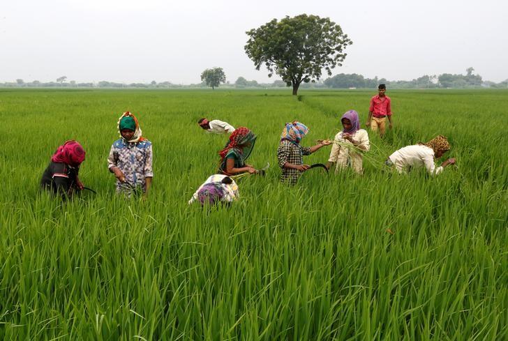 INDIA-ECONOMY-AGRICULTURE, agri