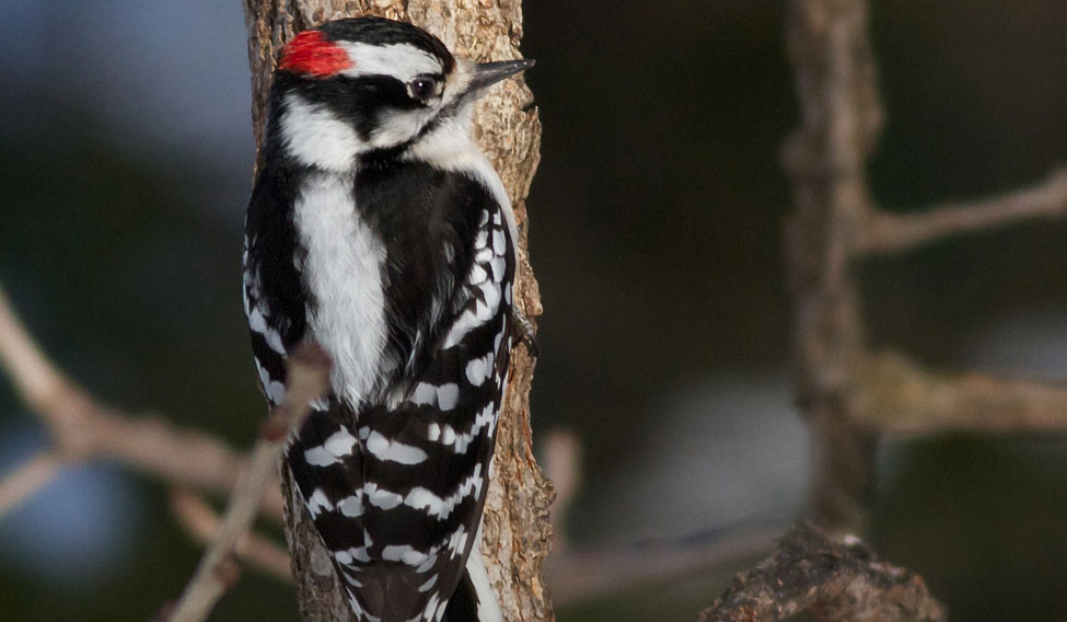 SCIENCE-WOODPECKERS/