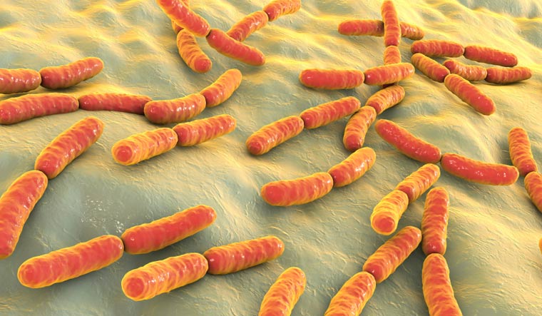 Bacteria-Lactobacillus-small-intestine-lactic-acid-bacteria-Probiotic-bacterium-shut