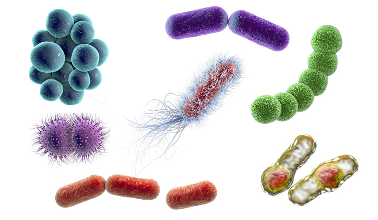 Bacteria-of-different-shapes-Staphylococci-Streptococci-Neisseria-Clostridium-rod-shaped-Escherichia-coli-Klebsiella-shut