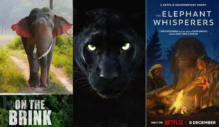 wildlife_documentaries