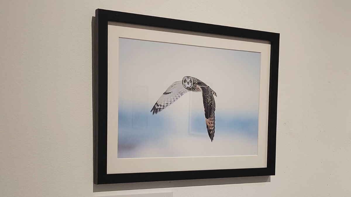 short-eared-owl - 1