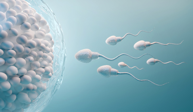 Fertilization-of-the-egg-female-male-sperm-movement-shut