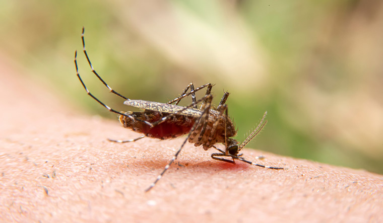 Wild-mosquitoe-mosquitoes-carrying-malaria-blood-skin-elephantiasis-disease-Tiger-striped-mosquito-shut