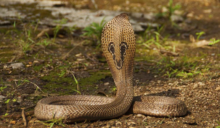 indian-cobra-snake-snakes-poison-snakebite-shut