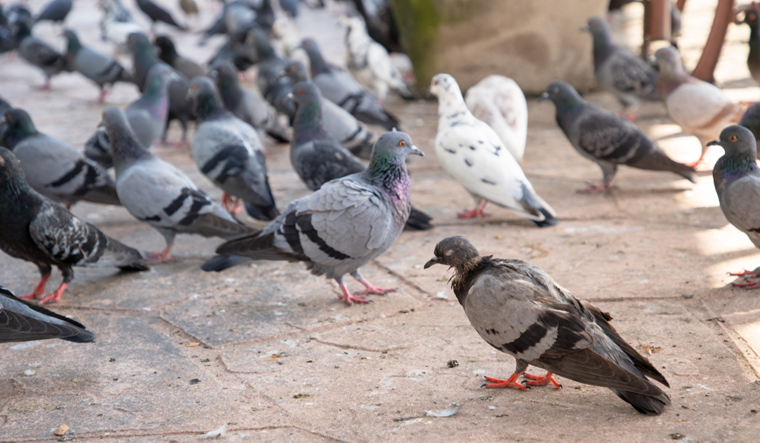 gathering-of-pigeons-dirty-Space-full-of-germs-Cryptococcus-neoformans