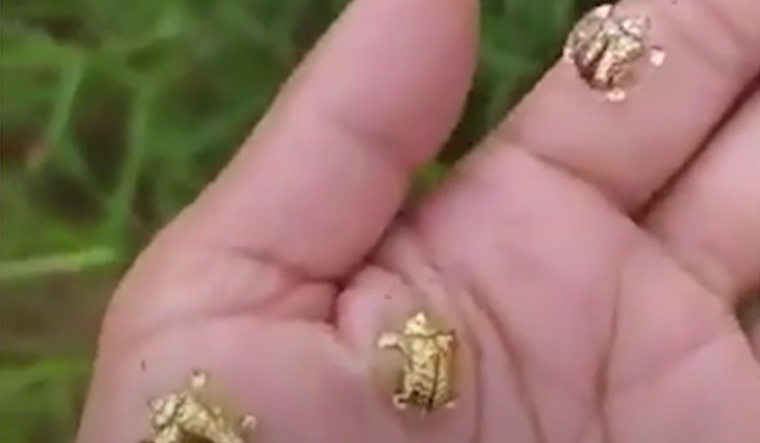 Golden-tortoise-beetles-crawling-on-palm-Susanta-Nanda-Twitter
