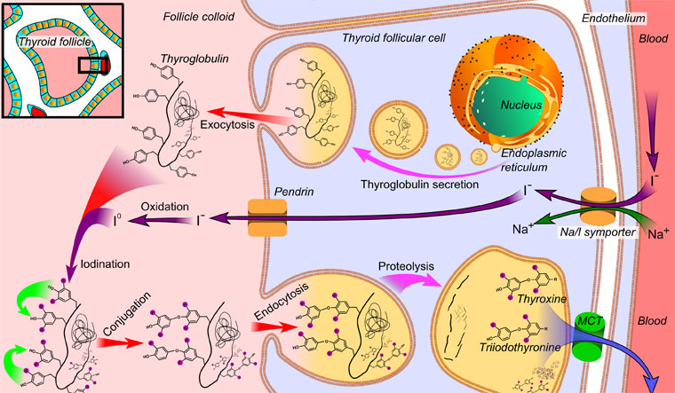 Thyroid hormone synthesis | Wikimedia Commons