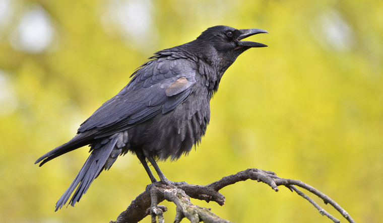 Black-crow-Corvus-corone-common-crow-shut