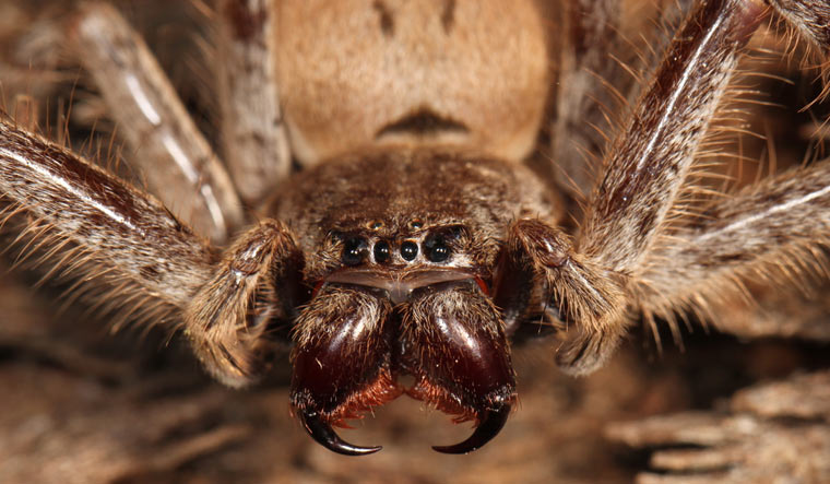 angry-agressive-spider-angry-shut