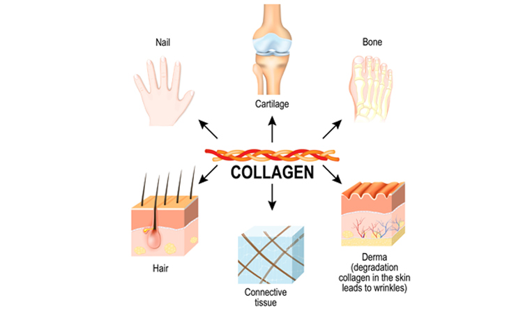 collagen-human-body-connectingconnective-tissues--cartilages-bones--nails,-derma-hair-shut