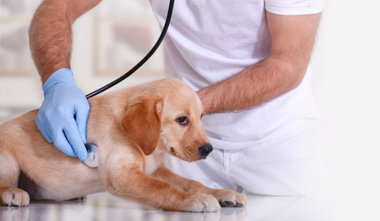 dog-vet-Veterinary-hospital-doctor-medical-dog-shut