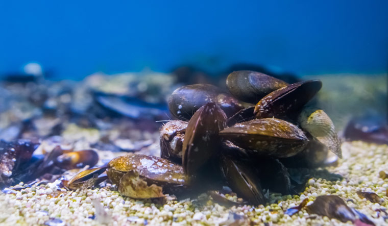 mussels-underwater-sea-shut