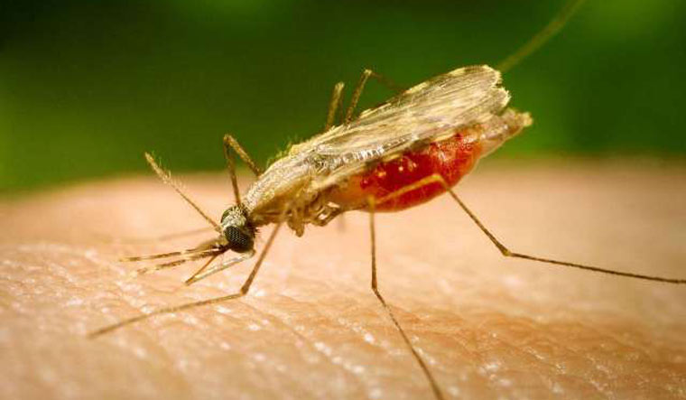 Kala-azar (KA) is a fatal disease caused by the bite of a sandflies | AFP