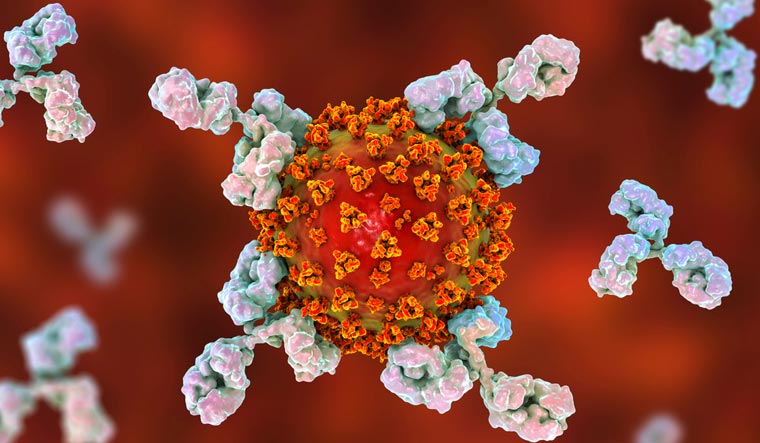 Antibodies-attacking-SARS-CoV-2-virus-COVID-19-shut