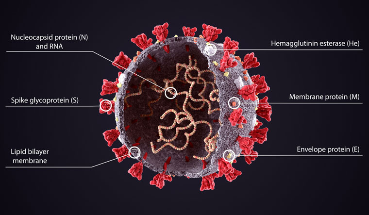 COVID-19-Virus-Structure-Diagram-Coronavirus-SARS-CoV-2019-nCoV-virus-sheme-sliced-model-RNA-shut