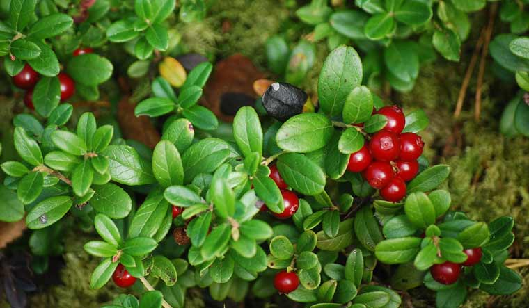 Long-term consumption of lingonberry juice may reduce BP, says study