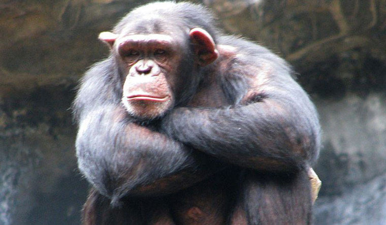 Chimpanzee-sit