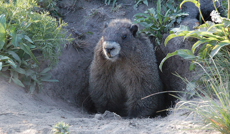 marmot-wikimedia-commons
